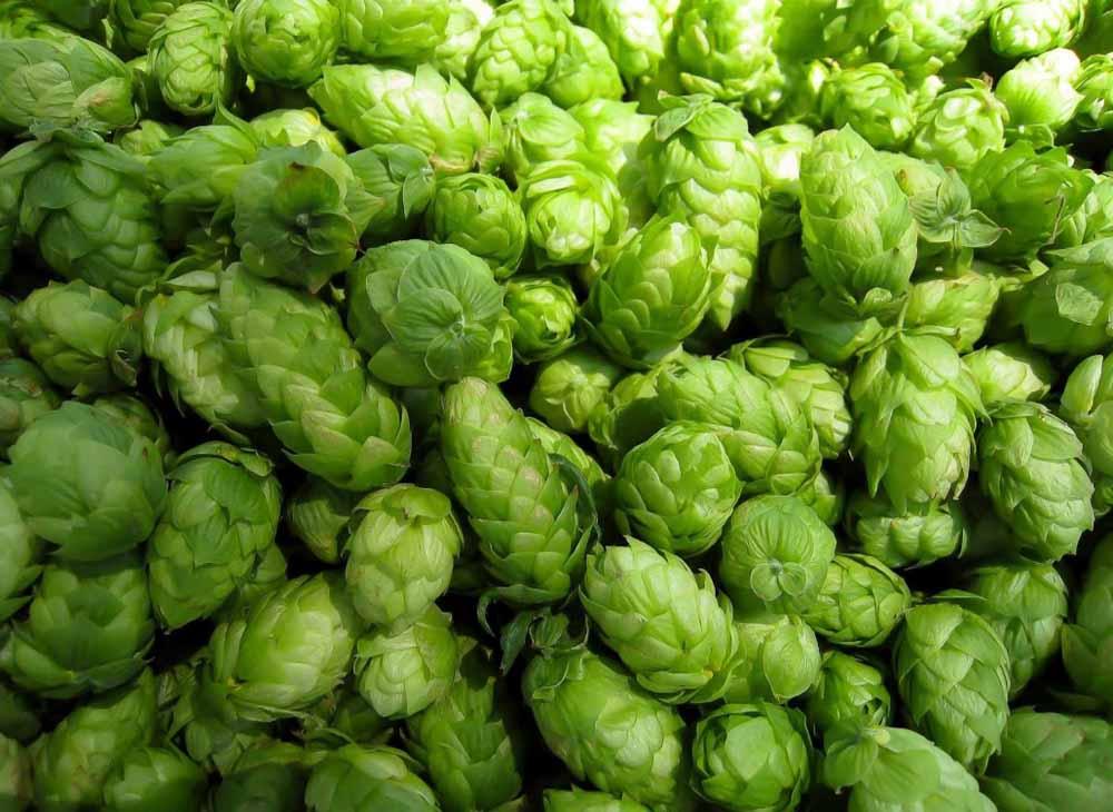 <b>What are hops?</b>